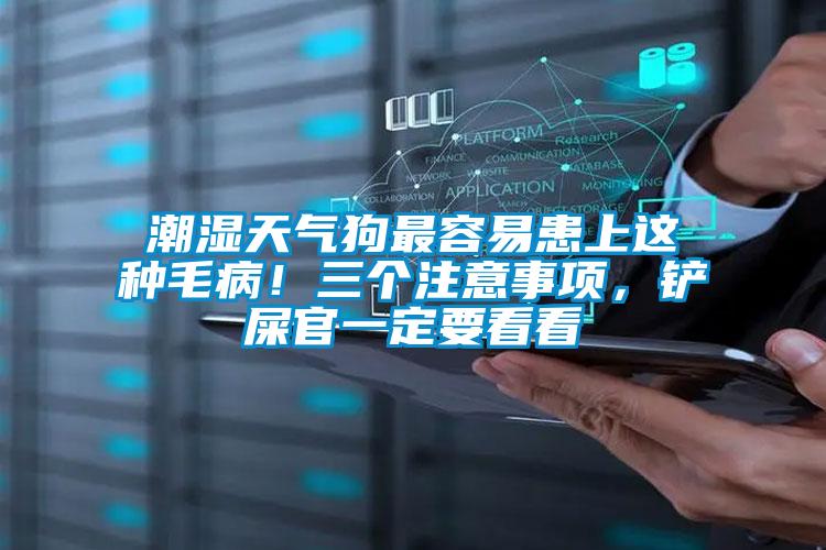 潮湿天气狗最容易患上这种毛病!三个注意事项,铲屎官一定要看看