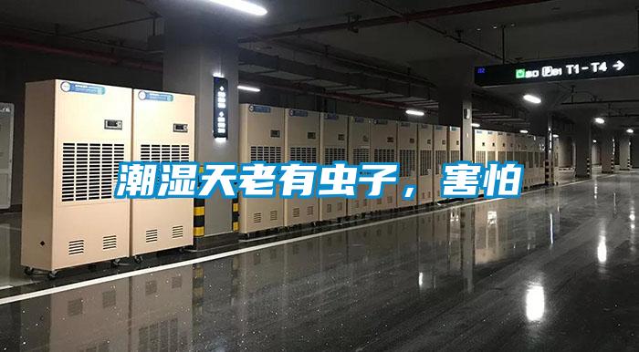 潮湿天老有虫子，害怕