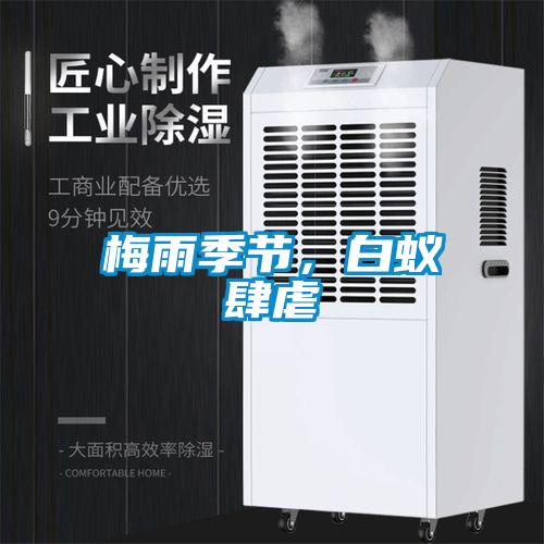 梅雨季节，白蚁肆虐
