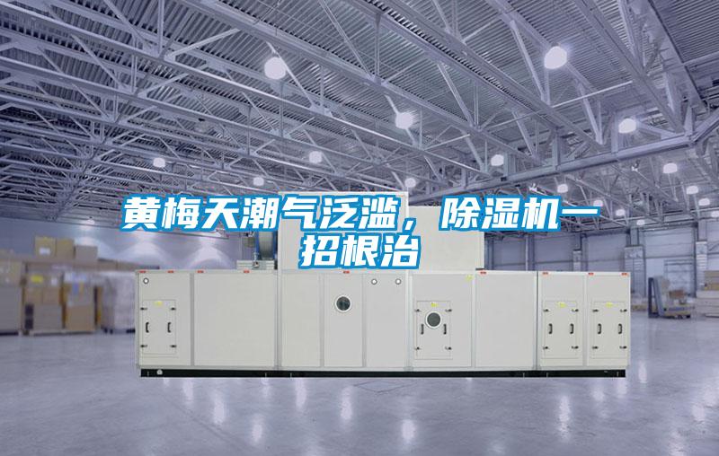 黄梅天潮气泛滥，除湿机一招根治