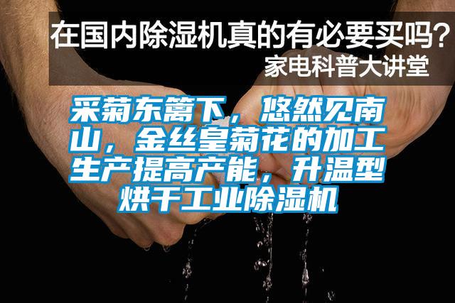 采菊东篱下，悠然见南山，金丝皇菊花的加工生产提高产能，升温型烘干工业除湿机