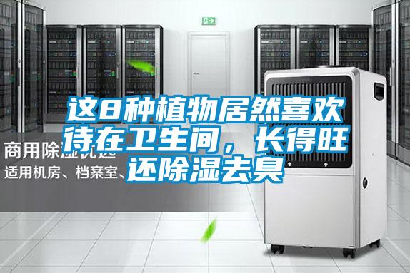 这8种植物居然喜欢待在卫生间,长得旺还除湿去臭