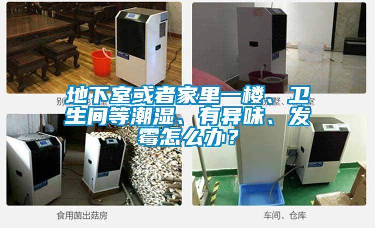 地下室或者家里一楼、卫生间等潮湿、有异味、发霉怎么办？