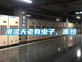 企业新闻潮湿天老有虫子，害怕