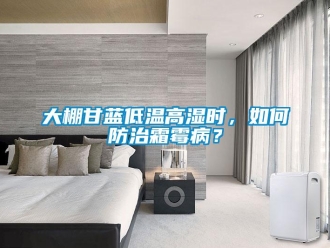 常见问题大棚甘蓝低温高湿时，如何防治霜霉病？
