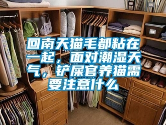 行业新闻回南天猫毛都粘在一起，面对潮湿天气，铲屎官养猫需要注意什么