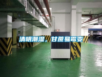 行业新闻清明潮湿，甘蔗易霉变