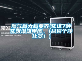 企业新闻湿气越大越要养(花这7种花吸湿吸甲醛，1盆顶个净化器！)