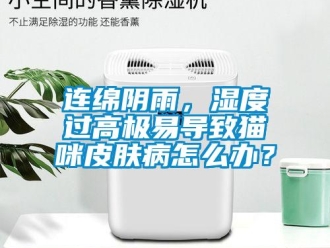 常见问题连绵阴雨，湿度过高极易导致猫咪皮肤病怎么办？