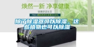 除了除湿器可以除湿，这些植物也可以除湿